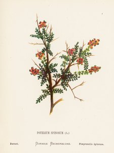 Wildblumen des Heiligen Landes: Poterium Spinosum; Wiesenknopf