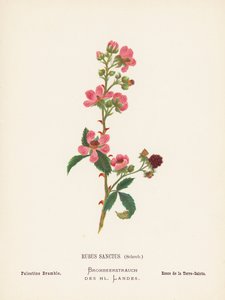 Wildblumen des Heiligen Landes: Rubus Sanctus, Schreb; Palästina Brombeere
