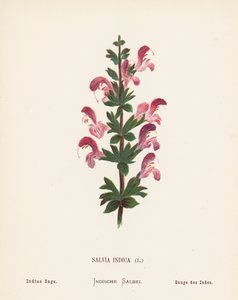 Wildblumen des Heiligen Landes: Salvia Indica, Indischer Salbei