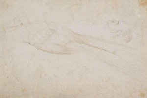 Männlicher Paradiesvogel und der Kopf eines mittelalten Mannes im Profil nach links; auch Details von