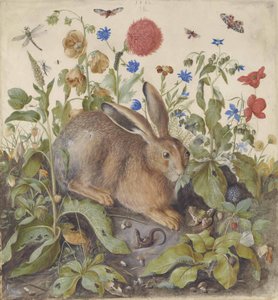 Ein Hase unter Pflanzen, 1582 von Hans Hoffmann