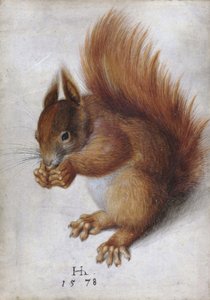 Rotes Eichhörnchen von Hans Hoffmann
