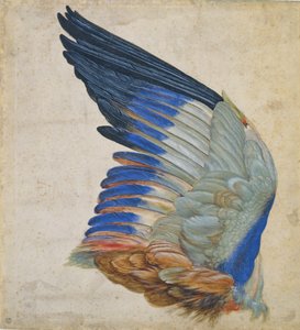 Flügel eines Blauracken, Kopie eines Originals von Albrecht Dürer von 1512 von Hans Hoffmann