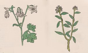 Herbarius - Gart der Gesundheit - Hortus sanitatis, 1485 von Hans Schönsperger