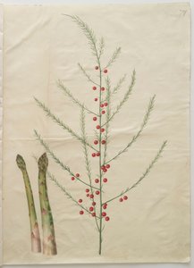 Asparagus officinalis aus dem Album Gottorfer Codex