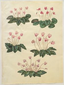 Cyclamen purprascens aus dem Album Gottorfer Codex von Hans Simon Holtzbecher