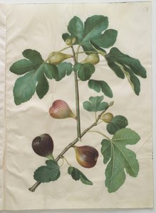 Ficus carica aus dem Album Gottorfer Codex von Hans Simon Holtzbecher