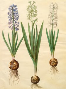 Hyacinthoides orientalis aus dem Album Gottorfer Codex von Hans Simon Holtzbecher