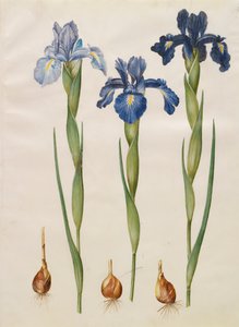 Iris xiphiodes aus dem Album Gottorfer Codex von Hans Simon Holtzbecher