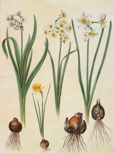 Narcissus tazetta, Narcissus orientalis und Corbularia bulbocodium aus dem Album Gottorfer Codex von Hans Simon Holtzbecher