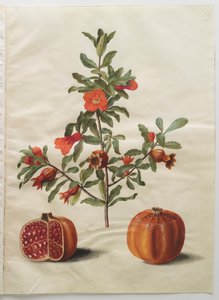 Punica granatum aus dem Album Gottorfer Codex