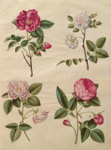 Rosa gallica aus dem Album Gottorfer Codex