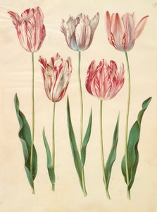 Tulipa gesneriana aus dem Album Gottorfer Codex, ca. 1650 von Hans Simon Holtzbecher