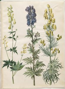 Aconitum lycoctonum (Nordischer Sturmhut); Aconitum napellus (Echter Sturmhut); Aconitum anthora (Feinblättriger Sturmhut) von Hans Simon Holtzbecker