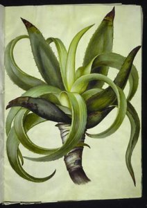 Aloe (Aloe) von Hans Simon Holtzbecker
