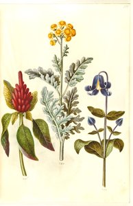 Amaranthus cruentus (rote Amarant); Jacobaea maritima (Graublatt); Clematis integrifolia (blaue Stauden-Clematis)