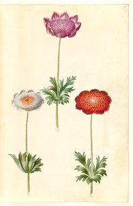Anemone coronaria (Französische Anemone)