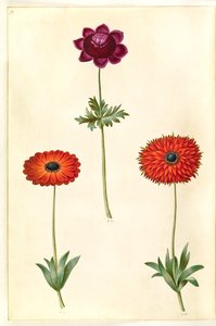 Anemone coronaria (Französische Anemone); Anemone ×fulgens (Glänzende Anemone) von Hans Simon Holtzbecker
