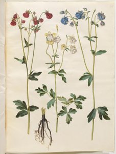 Aquilegia vulgaris (Gemeine Akelei) von Hans Simon Holtzbecker