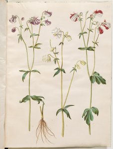 Aquilegia vulgaris (Gemeine Akelei) von Hans Simon Holtzbecker