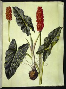 Arum italicum (italienischer Aronstab)