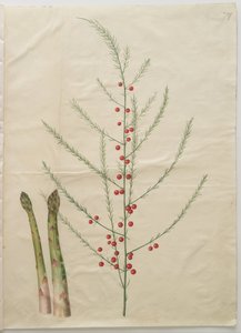 Spargel