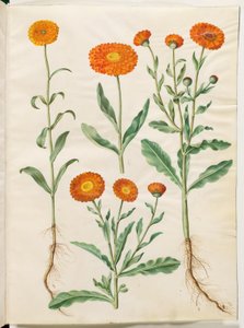 Ringelblume (Calendula officinalis) von Hans Simon Holtzbecker
