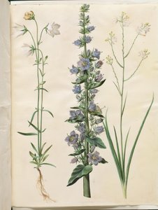 Campanula persicifolia (Pfirsichblättrige Glockenblume); Campanula pyramidalis (Pyramiden-Glockenblume); Anthericum ramosum (Verzweigte Spinnenpflanze)