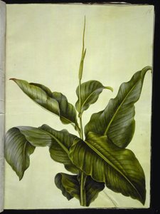 Canna (Kanna) von Hans Simon Holtzbecker