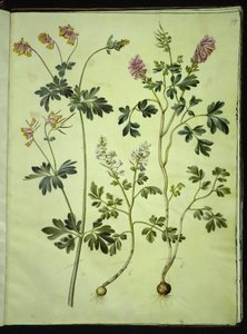 Capnoides sempervirens (Harlekinurt); Corydalis solida (Langstielige Lerchensporn) von Hans Simon Holtzbecker