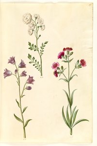 Wiesenschaumkraut; Rundblättrige Glockenblume (?); Taubenkropf-Leimkraut (?)
