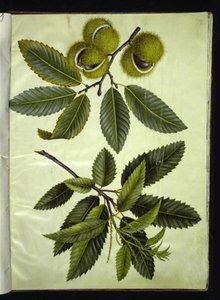 Castanea sativa (Edelkastanie) von Hans Simon Holtzbecker