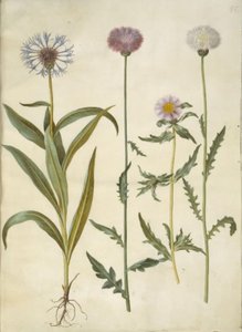 Centaurea montana (Berg-Flockenblume); Amberboa moschata (Moschus-Schafgarbe) von Hans Simon Holtzbecker