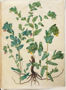 Große Wachsblume