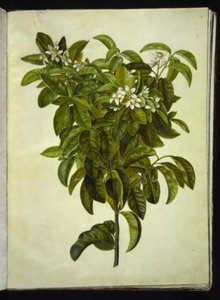 Citrus limon (gewöhnliche Zitrone)