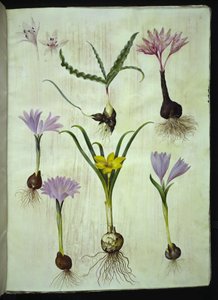 Colchicum variegatum (gefleckte Zeitlose); Bulbocodium vernum (Frühlingslichtblume); Sternbergia lutea (gewöhnliche Sternbergie) von Hans Simon Holtzbecker