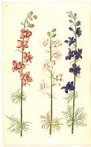 Rittersporn (Consolida ajacis) von Hans Simon Holtzbecker