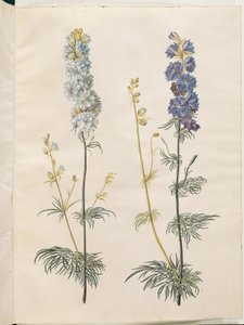 Consolida ajacis (Garten-Rittersporn)