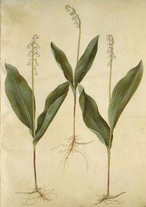 Maiglöckchen (Convallaria majalis); Maiglöckchen (Varietät von Convallaria majalis) von Hans Simon Holtzbecker