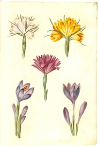 Frühlings-Krokus; Balkan-Krokus; Frühlings-Lichtblume von Hans Simon Holtzbecker