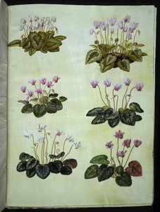 Cyclamen hederifolium (Efeublättriges Alpenveilchen); Cyclamen purpurascens (Echtes Alpenveilchen) von Hans Simon Holtzbecker