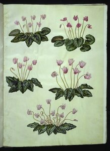 Cyclamen purpurascens (echtes Alpenveilchen); Cyclamen hederifolium (Efeublättriges Alpenveilchen) von Hans Simon Holtzbecker