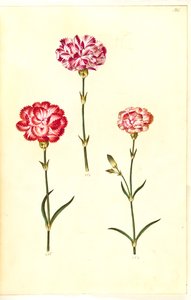 Dianthus caryophyllus (Gartennelke)