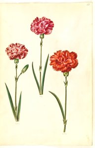Dianthus caryophyllus (Nelke)