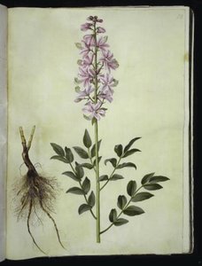 Dictamnus albus (weißer Diptam)