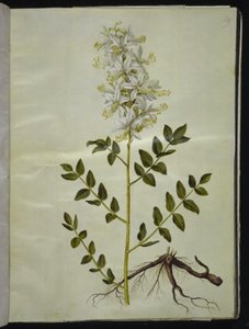 Weißer Diptam von Hans Simon Holtzbecker