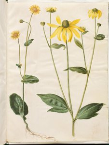Doronicum pardalianches (Herzblatt-Gemswurz); Rudbeckia laciniata (Zerschlitzter Sonnenhut)