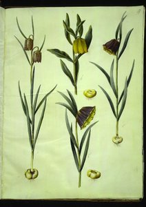 Schachbrettblume; Goldene Schachbrettblume oder Röhren-Schachbrettblume & Moggridgei; Berg-Schachbrettblume von Hans Simon Holtzbecker
