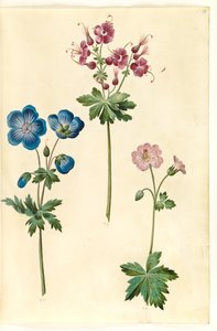 Geranium pratense (Wiesen-Storchschnabel); Geranium phaeum (Brauner Storchschnabel); Geranium versicolor (Netz-Storchschnabel) von Hans Simon Holtzbecker