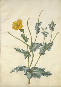 Gelber Hornmohn von Hans Simon Holtzbecker